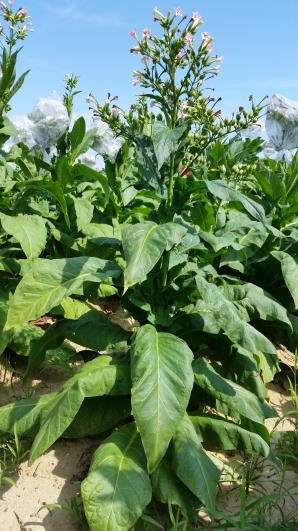 PLANT